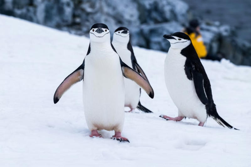 Нова версія Linux 7.0 буде останнім оновленням.