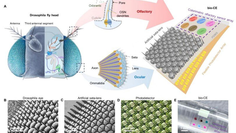 Китай розробив «око‑муха» для безпілотників, що забезпечує панорамне бачення та датчик запахів